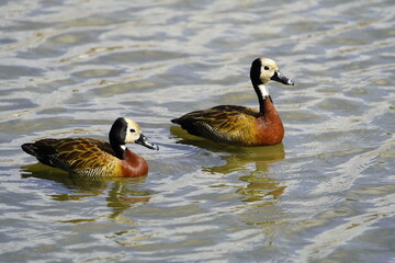 The white-faced whistling duck (Dendrocygna viduata) is a whistling duck that breeds in sub-Saharan Africa and much of South America. Lago Jacarey, Fortaleza, Brazil.