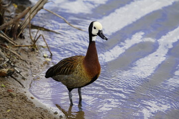 The white-faced whistling duck (Dendrocygna viduata) is a whistling duck that breeds in sub-Saharan Africa and much of South America. Lago Jacarey, Fortaleza, Brazil.