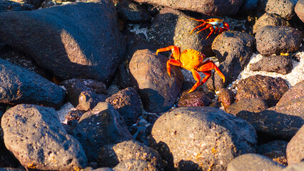 Tierwelt auf den Galapagos Inseln