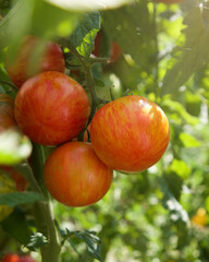 Close up of orange zebra ripe tomatoes growing in a garden