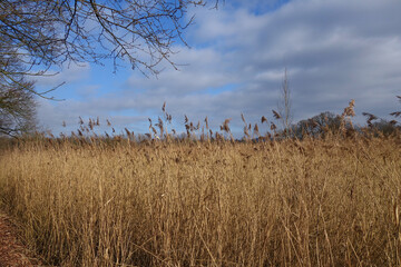 Schilfrohrwiese im Februar