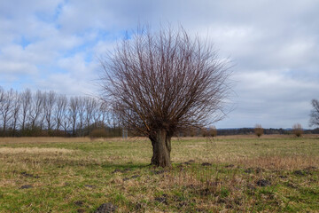 Angeschnittene Kopfweide auf einem Feld