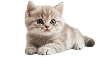 Cute fluffy kitten lying on soft surface with curious expression in a bright indoor setting during daylight hours