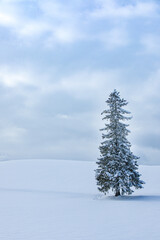 Christmas Tree at Biei, Hokkaido, Japan