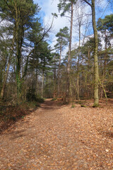Waldweg in der Senne