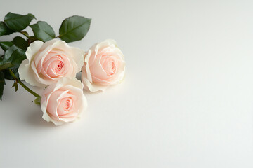 Fototapeta premium white pink roses