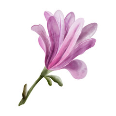 Set of Hand Painted Magnolia Flower Watercolor