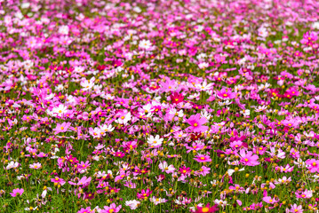 Gesang flowers. Natural rural scenery in spring.





















