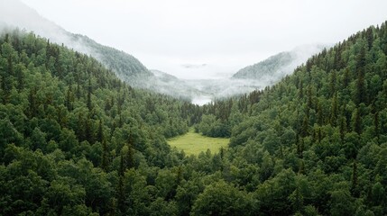 Misty Mountain Valley, Lush Forest, Tranquil Landscape,  Inspiring Scenery, Nature Photography