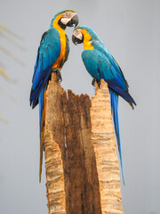 blue and yellow macaw © GUSTAVO