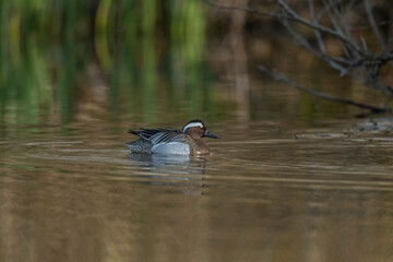 Garganey male in a pond