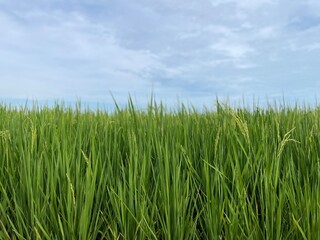 A close-up view of a vibrant green rice paddy field under a bright blue sky in Sekinchan, Malaysia. 