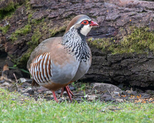 Red leg partridge. British game bird.