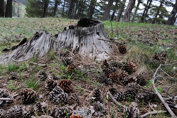 pine cones falling on the ground in the forest