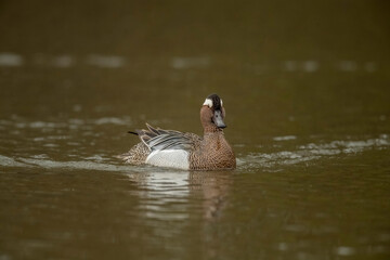 Garganey male in a pond, close up