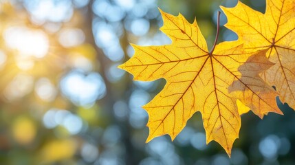 Fototapeta premium Closeup view of a single leaf with a beautifully blurred background, natures artwork