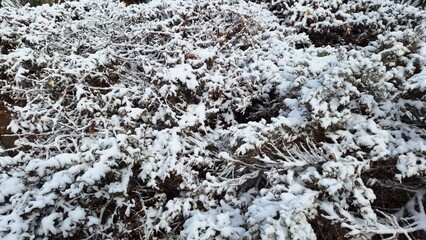 Snow on the bushes in the park