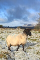 Obraz premium Sheep - a Suffolk breed ewe standing in snow-covered field with Benbulben Mountain visible in background in rural County Sligo, Ireland