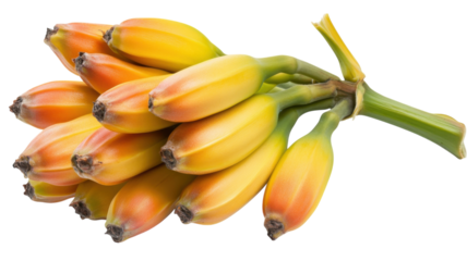 Fresh yellow bananas on a bunch ready for harvesting in a tropical setting during daylight hours