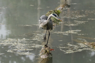 un h&eacute;ron cendr&eacute; qui recherche une proie 