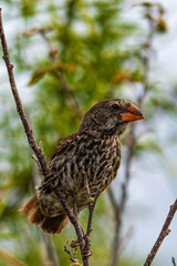 Tier- und Vogelwelten auf den Galapagos Inseln