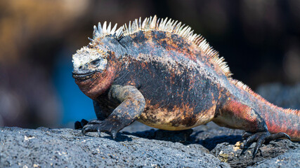Tier- und Vogelwelten auf den Galapagos Inseln