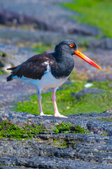 Tier- und Vogelwelten auf den Galapagos Inseln