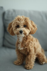 portrait of a small dog