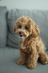 portrait of a small dog