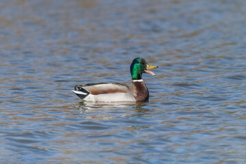 Mallard, duck, swimming in water, close up