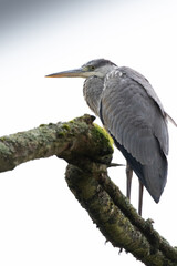 un héron cendré sur une branche  