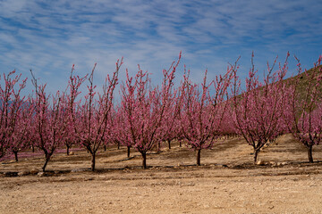 Paisaje primaveral de arboles de melocotones en flor en Cieza, Murcia