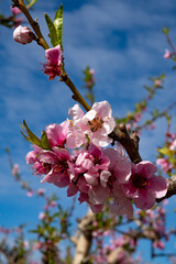 Ramas con flores rosadas de melocotón con el fondo de un cielo azul. Melocotones en flor Cieza, Murcia