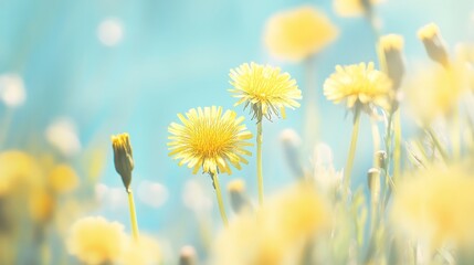 Yellow Dandelions Blooming in Springtime Sunlight with Soft Sky Background