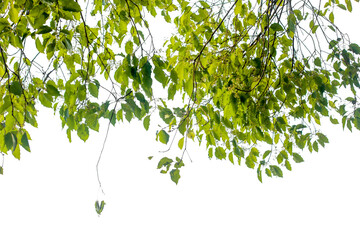 Tropical tree leaves and branch foreground
