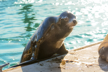Sea Lion Climbing Up Dock In Oceanside, California