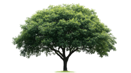 Lush green tree with transparency background png format for graphic design white