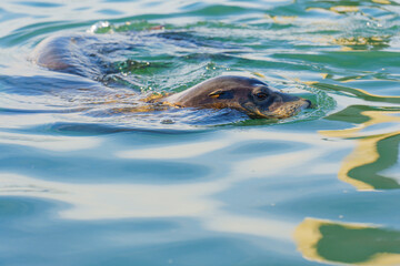 Swimming Sea Lion In Clear Ocean Waters Of Oceanside, California