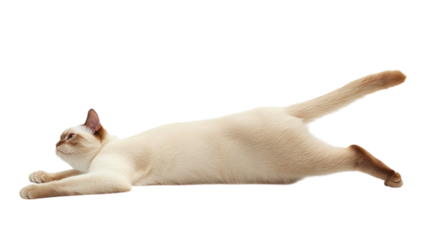 Cat stretching in a playful pose on a white background showcasing its graceful form and relaxed demeanor