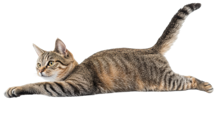 Cat stretching on a white background showcasing flexibility and relaxation in a playful pose