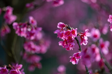 Sakura cherry blossom flower blooming during the spring season