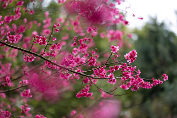 Sakura cherry blossom flower blooming during the spring season