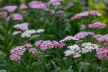 Pink and white yarrow flowers in full bloom on the background for spring and summer English country...