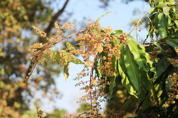 Mango flowers in the outdoor garden
