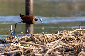 African jacana