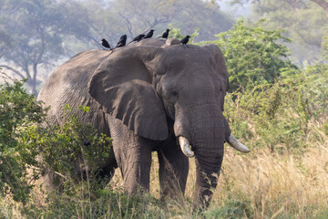 Wild african elephant
