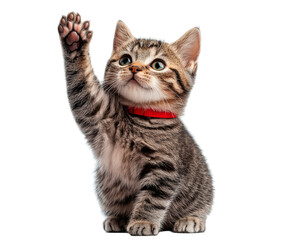 Fototapeta premium Cat giving high five isolated on transparent background