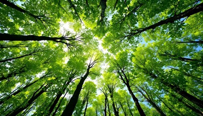 Fototapeta premium Towering forest canopy, vibrant green leaves, sunlight filtering through trees, upward perspective