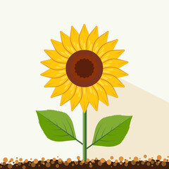 Fresh yellow sunflowers with green leaves isolated on white background. All layered and grouped. Vector.