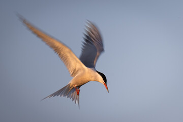 bird in flight